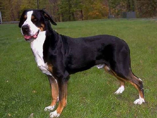 Greater Swiss Mountain Dog thumbnail